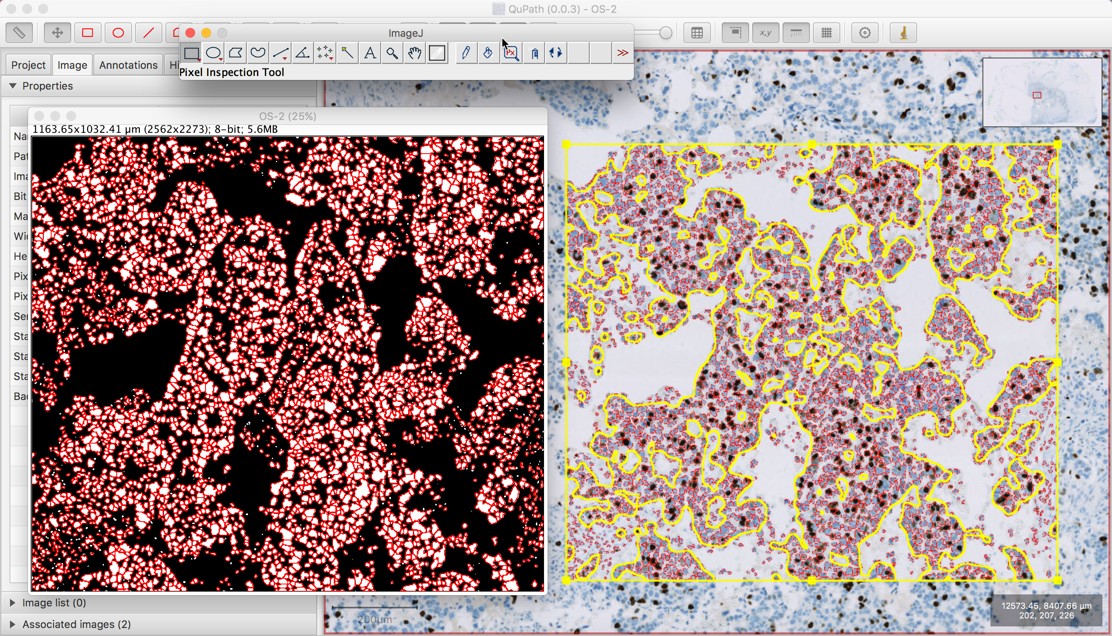 ../../_images/imagej_return_overlay.jpg