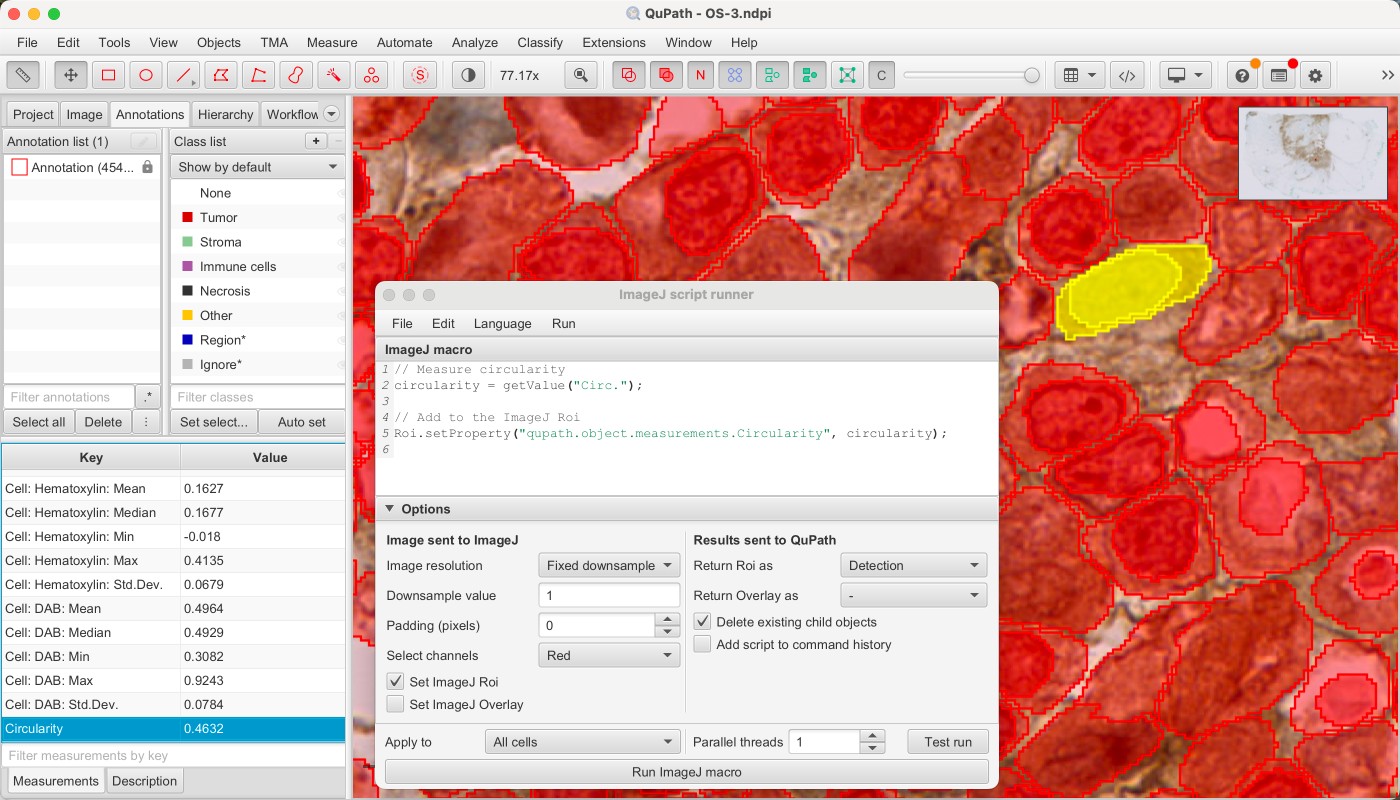 ../../_images/imagej_script_add_measurements.jpg